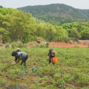牌楼乡康平村:藤茶飘香富山乡 特色产业助振兴