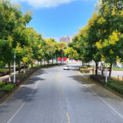 一树三色染秋色 满城栾树入画来