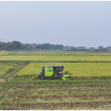 安仁县24万余亩晚稻喜获丰收 机械化与科学管理助力颗粒归仓