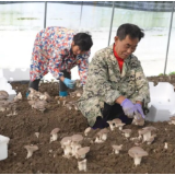 振兴路上|安平镇:田下生出致富菌 虎掌菌撑起乡村振兴“伞”