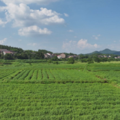 魅力安仁乡镇行丨龙市乡：仙草枳壳齐发力 “药食同源”促增收 
