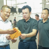 多措并举 保障烟叶收购工作有序推进