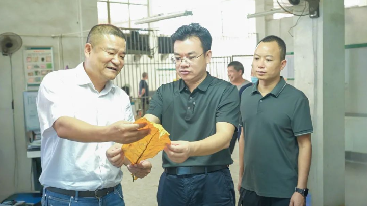 多措并举 保障烟叶收购工作有序推进