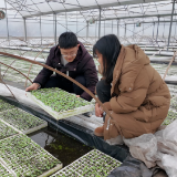 安仁县全力打好烟叶育苗“防寒保卫战”