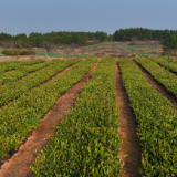 安平镇:创新采用“栀枳套种”模式 探索立体农业新路径