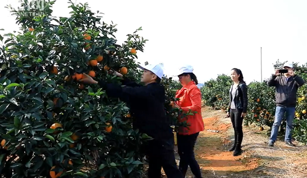 道县：小脐橙铺就小康路