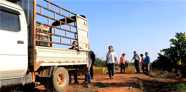 1201小脐橙铺就小康路03_副本.png