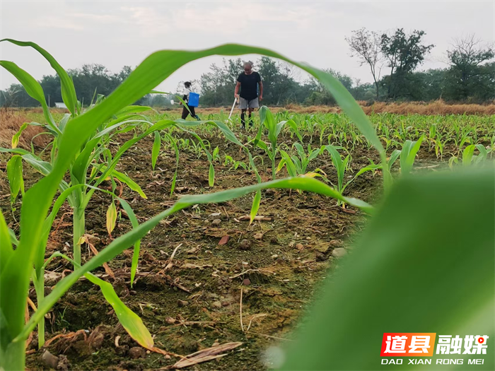 1003道县梅花镇：托管土地让群众增产增收02_副本1.png