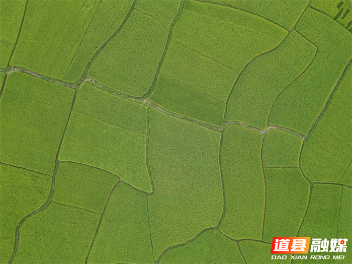 1003道县梅花镇：托管土地让群众增产增收01_副本1.png