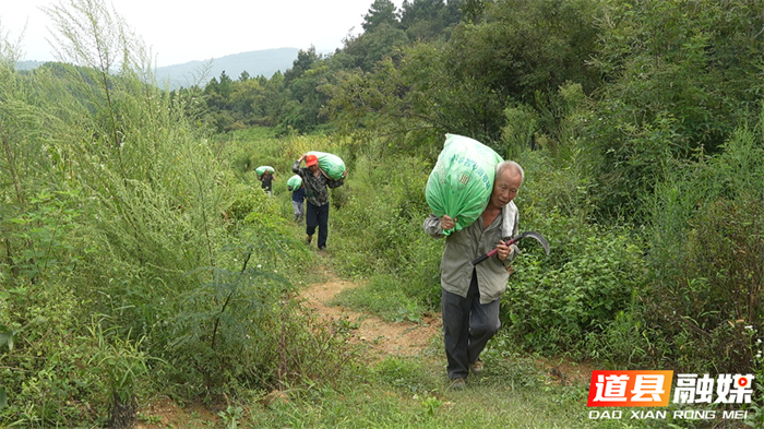 1004道县：高山引种红高粱 拓宽群众增收路02_副本1.jpg