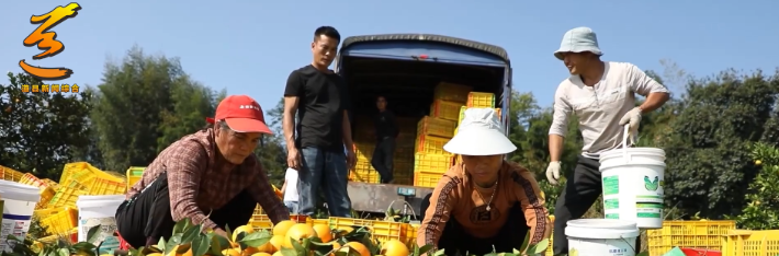 视频 | “道州脐橙”再获“中部农博会金奖”