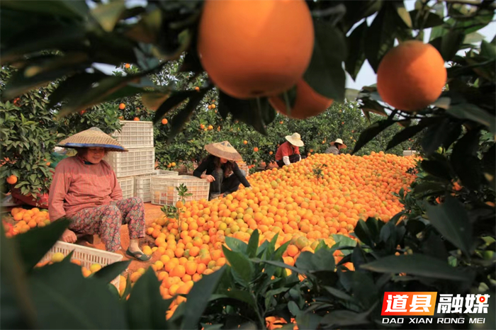 0326道县：道州脐橙获评2023年湖南省“一县一特”优秀农产品品牌02_副本1.jpg