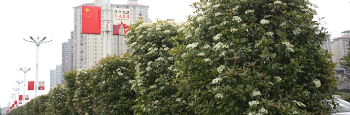 视频 | 道县：石楠花开为道路增添白色风景线