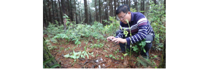 视频 | 道县：首次发现国家近危级珍稀植物水晶兰
