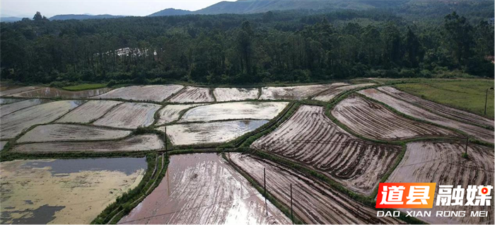 道县四马桥镇:晚稻移栽备战忙 田间奏响丰收序曲_副本.png 道县四马桥镇:晚稻移栽备战忙 田间奏响丰收序曲_副本.png