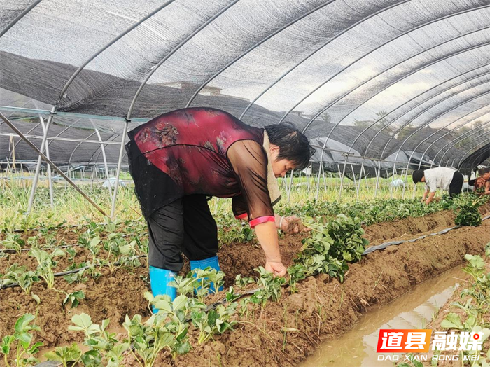 0910道县：秋后草莓种植忙（组图）11_副本.png