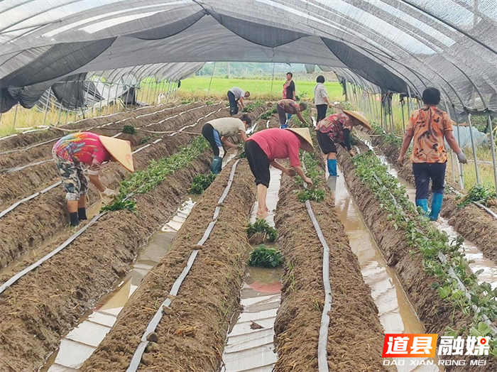 0910道县：秋后草莓种植忙（组图）01_副本.png