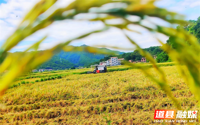 0911道县梅花镇：用活田长制 守好“饭碗田”04_副本.png