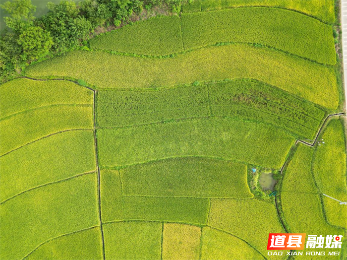 0911道县梅花镇：用活田长制 守好“饭碗田”03_副本.png