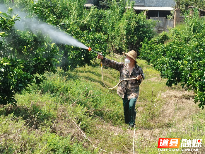 0909道县:抢抓农时盼丰收 脐橙园里管护忙01_副本.png 0909道县:抢抓农时盼丰收 脐橙园里管护忙01_副本.png