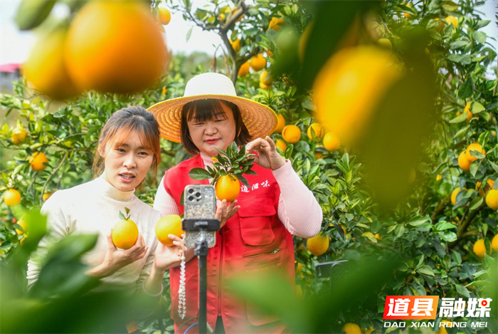 11月10日,道县东门街道新立村,主播在果园直播销售脐橙。近年,道县大力推广“电商企业+脐橙基地+农户”合作模式,鼓励电商企业与脐橙种植基地建立稳定产销关系,促进“电商+直播+脐橙”深度融合,拓宽脐橙销售渠道,促进果农增收。
