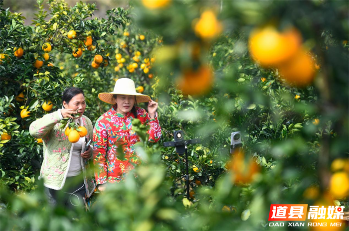 11月10日，道县东门街道新立村，主播在果园直播销售脐橙。近年，道县大力推广“电商企业+脐橙基地+农户”合作模式，鼓励电商企业与脐橙种植基地建立稳定产销关系，促进“电商+直播+脐橙”深度融合，拓宽脐橙销售渠道，促进果农增收。