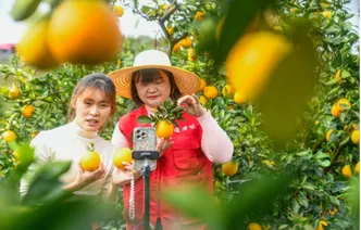 道县：电商助力脐橙俏销（组图）