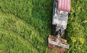 视频 | 道县：绿肥播种正当时  孕育沃野新希望