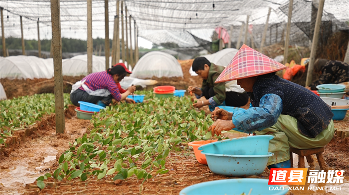 0502道县：250万株油茶嫁接忙 良种育苗促丰收05_副本1.png