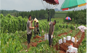 视频 | 道县：三千亩淮山迎丰收  每日40顿直供粤港澳 
