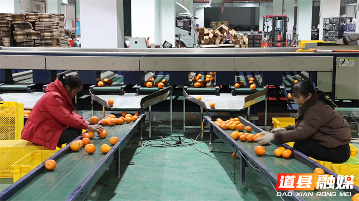 0110永州道县千里赠橙   常州万箱订单续写温情 (5)_副本2.png