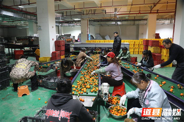0124道县：砂糖橘丰收季 流水线“加速”助产销 (3)_副本1.jpg