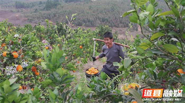 0124千里“橙”意暖寒冬——道县滞销脐橙跨越山海变畅销 (3)_副本1.jpg