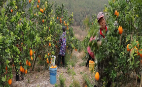 视频 | 干里“橙”意暖寒冬 道县滞销脐橙跨越山海变畅销