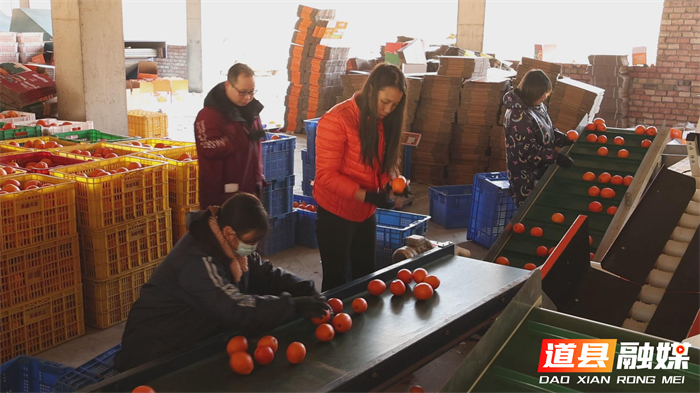 0124千里“橙”意暖寒冬——道县滞销脐橙跨越山海变畅销 (1)_副本1.jpg