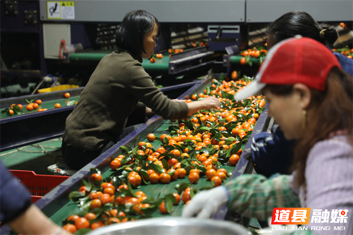 0124道县：砂糖橘丰收季 流水线“加速”助产销 (1)_副本2.jpg