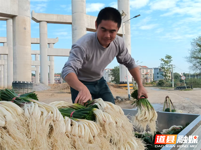 元月2日，道县营江街道车边村千亩藠头种植基地里人头攒动，人们有的正在采收藠头，一片繁忙丰收景象。
车边村是道县藠头种植最大的村，近年来，道县坚持以“一村一特色”为工作思路，积极引导，把藠头种成了远近闻名的特色产业，引得外乡商客纷纷前来订购采购。