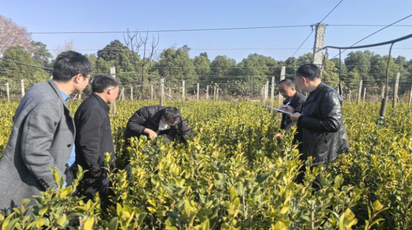 道县林长制助推油茶产业有序发展