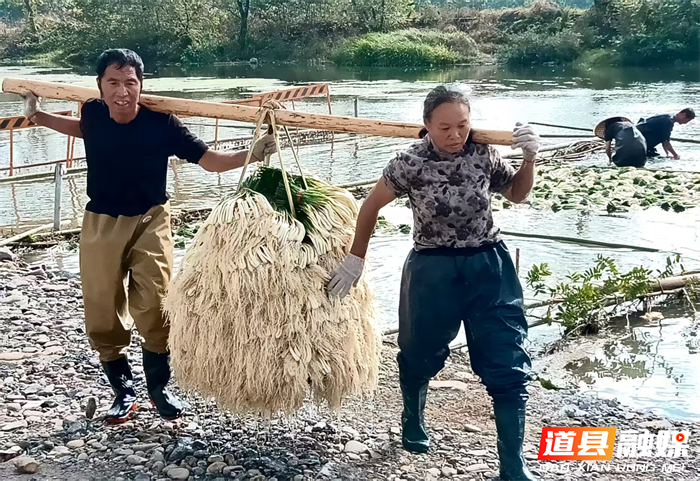 元月2日，道县营江街道车边村千亩藠头种植基地里人头攒动，人们有的正在采收藠头，一片繁忙丰收景象。
车边村是道县藠头种植最大的村，近年来，道县坚持以“一村一特色”为工作思路，积极引导，把藠头种成了远近闻名的特色产业，引得外乡商客纷纷前来订购采购。