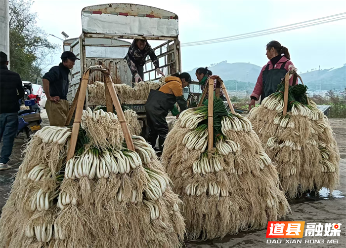 元月2日，道县营江街道车边村千亩藠头种植基地里人头攒动，人们有的正在采收藠头，一片繁忙丰收景象。
车边村是道县藠头种植最大的村，近年来，道县坚持以“一村一特色”为工作思路，积极引导，把藠头种成了远近闻名的特色产业，引得外乡商客纷纷前来订购采购。