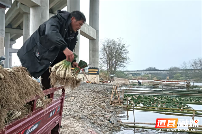 元月2日，道县营江街道车边村千亩藠头种植基地里人头攒动，人们有的正在采收藠头，一片繁忙丰收景象。
车边村是道县藠头种植最大的村，近年来，道县坚持以“一村一特色”为工作思路，积极引导，把藠头种成了远近闻名的特色产业，引得外乡商客纷纷前来订购采购。