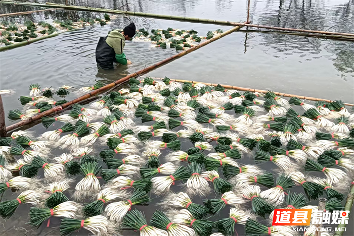 元月2日，道县营江街道车边村千亩藠头种植基地里人头攒动，人们有的正在采收藠头，一片繁忙丰收景象。
车边村是道县藠头种植最大的村，近年来，道县坚持以“一村一特色”为工作思路，积极引导，把藠头种成了远近闻名的特色产业，引得外乡商客纷纷前来订购采购。