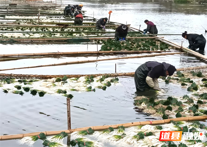 元月2日,道县营江街道车边村千亩藠头种植基地里人头攒动,人们有的正在采收藠头,一片繁忙丰收景象。
车边村是道县藠头种植最大的村,近年来,道县坚持以“一村一特色”为工作思路,积极引导,把藠头种成了远近闻名的特色产业,引得外乡商客纷纷前来订购采购。