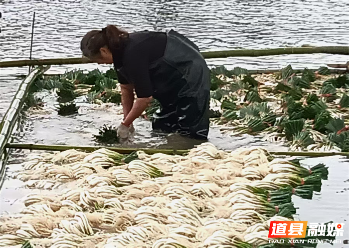 元月2日，道县营江街道车边村千亩藠头种植基地里人头攒动，人们有的正在采收藠头，一片繁忙丰收景象。
车边村是道县藠头种植最大的村，近年来，道县坚持以“一村一特色”为工作思路，积极引导，把藠头种成了远近闻名的特色产业，引得外乡商客纷纷前来订购采购。