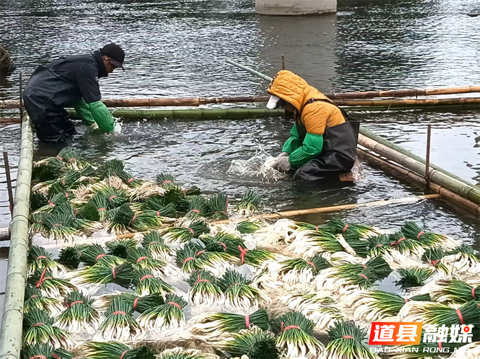 元月2日，道县营江街道车边村千亩藠头种植基地里人头攒动，人们有的正在采收藠头，一片繁忙丰收景象。
车边村是道县藠头种植最大的村，近年来，道县坚持以“一村一特色”为工作思路，积极引导，把藠头种成了远近闻名的特色产业，引得外乡商客纷纷前来订购采购。