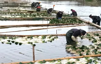 假日藠头销路忙（组图）