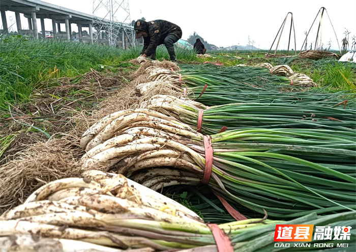 元月2日，道县营江街道车边村千亩藠头种植基地里人头攒动，人们有的正在采收藠头，一片繁忙丰收景象。
车边村是道县藠头种植最大的村，近年来，道县坚持以“一村一特色”为工作思路，积极引导，把藠头种成了远近闻名的特色产业，引得外乡商客纷纷前来订购采购。