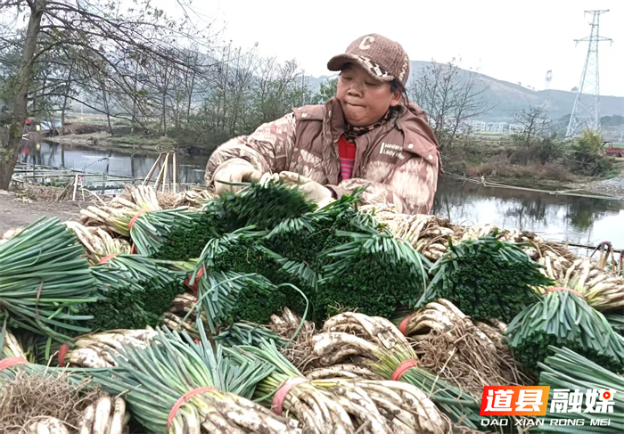元月2日，道县营江街道车边村千亩藠头种植基地里人头攒动，人们有的正在采收藠头，一片繁忙丰收景象。
车边村是道县藠头种植最大的村，近年来，道县坚持以“一村一特色”为工作思路，积极引导，把藠头种成了远近闻名的特色产业，引得外乡商客纷纷前来订购采购。
