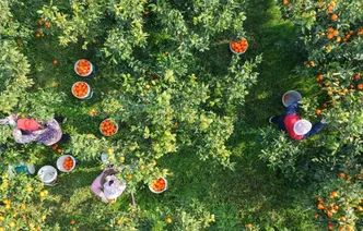 湖南道县：柑橘迎丰收 果农采销忙（组图）