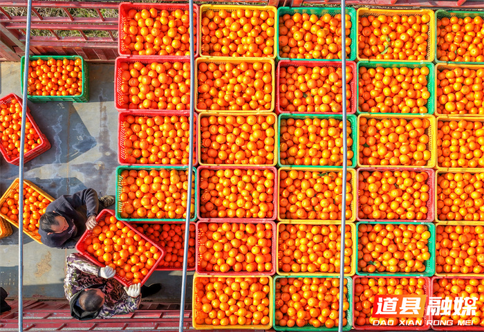 2026年1月6日，湖南省永州市道县清塘镇楼田村濂溪柑橘种植示范基地，农民在采摘、装运柑橘。近日，道县种植的沃柑、砂糖橘迎来丰收，果农组织人员忙着采摘、分拣、装运，供应市场。近年来，道县因地制宜，引导农民大力发展特色水果种植，促进农业增效、农民增收。